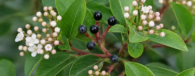 Viburnum tinus hedge