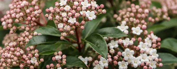 Viburnum tinus hedge