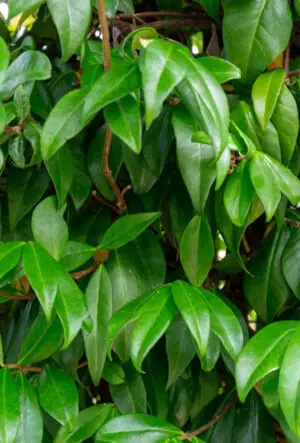 Star Jasmine Plants