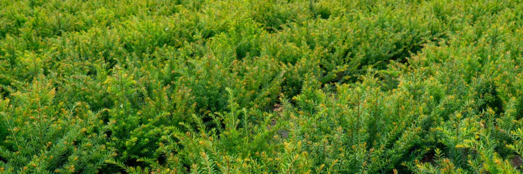 Bare Root Yew Hedging Growing in Fields