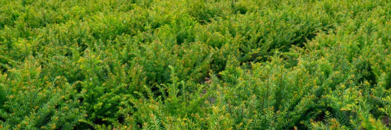 Bare Root Yew Hedging Growing in Fields