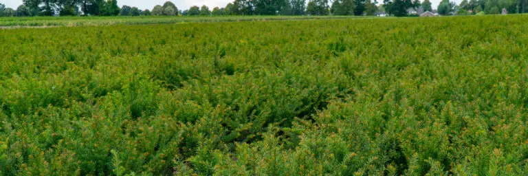 Yew Hedges growing in nursery