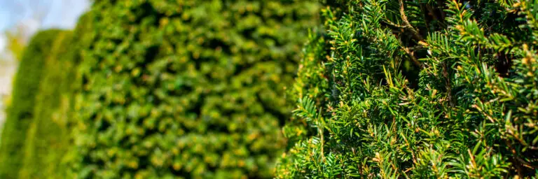 Taxus baccata - Yew Hedging