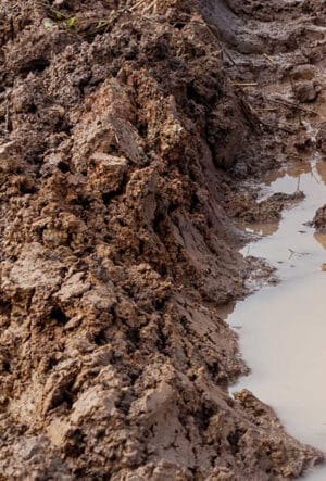 Hedging Plants for Clay Soil