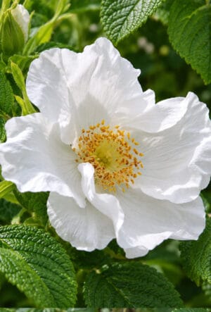 Rosa rugosa alba on flower