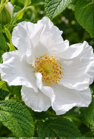Rosa rugosa alba on flower