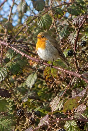 Bird Friendly Hedging Plants