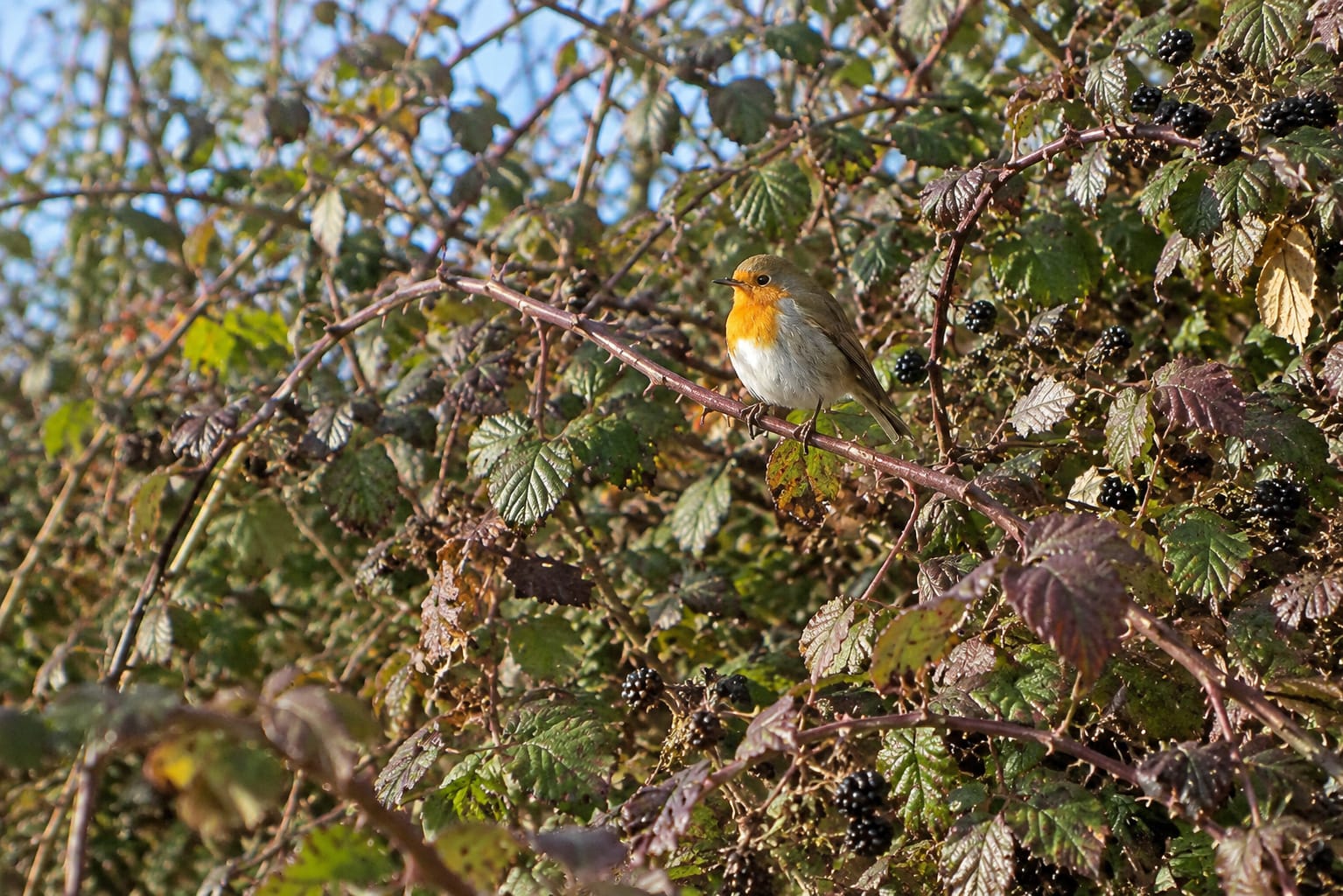 Bird Friendly Hedging Plants