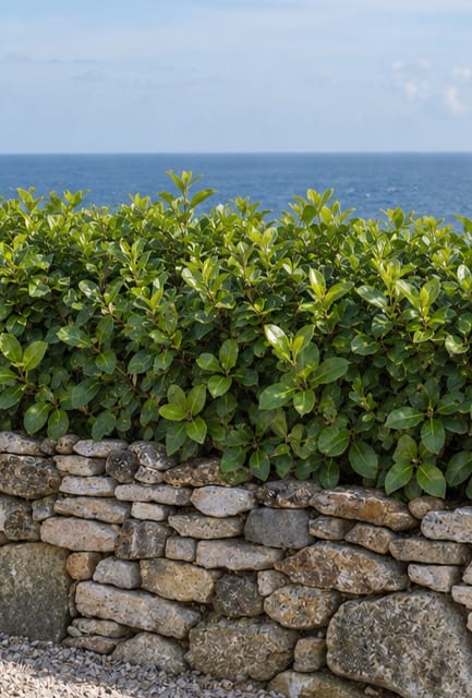 Coastal Hedging Plants