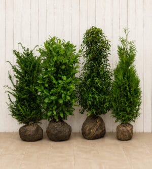 Compare varieties, sizes and growing conditions with advice from our nursery team.