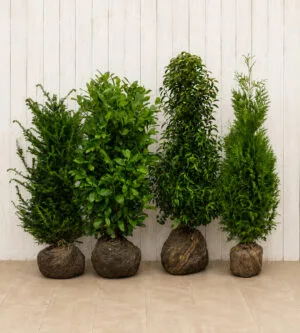 Compare varieties, sizes and growing conditions with advice from our nursery team.