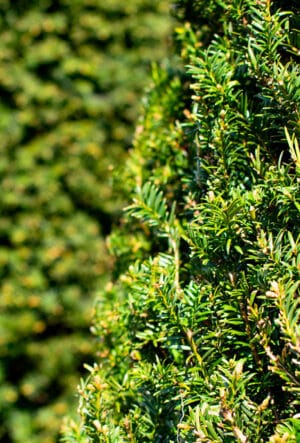 Conifer Hedging Plants