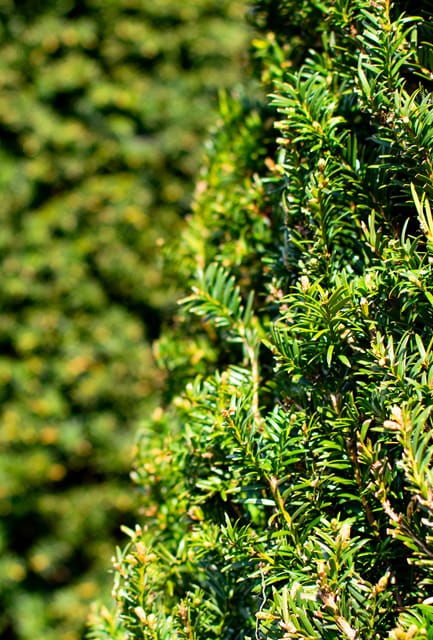 Conifer Hedging Plants