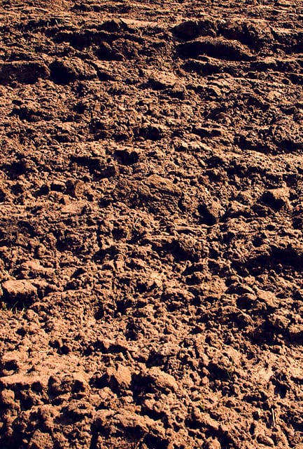 Hedging Plants for Dry Sites