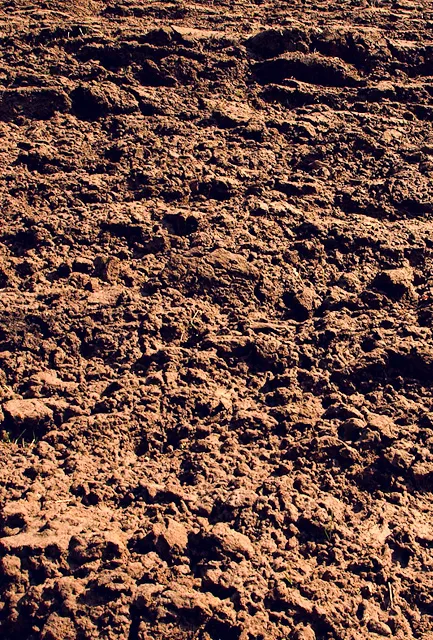 Hedging Plants for Dry Sites