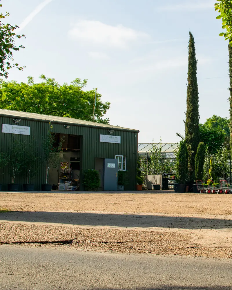 Hedging Plants Direct plant nursery in Dedham Essex