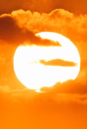 Hedging for full sun