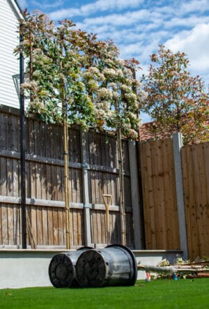 Hedging Plants for Fences & Walls