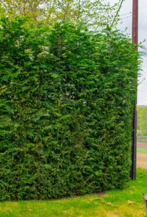 Noise Reducing Hedge Plants