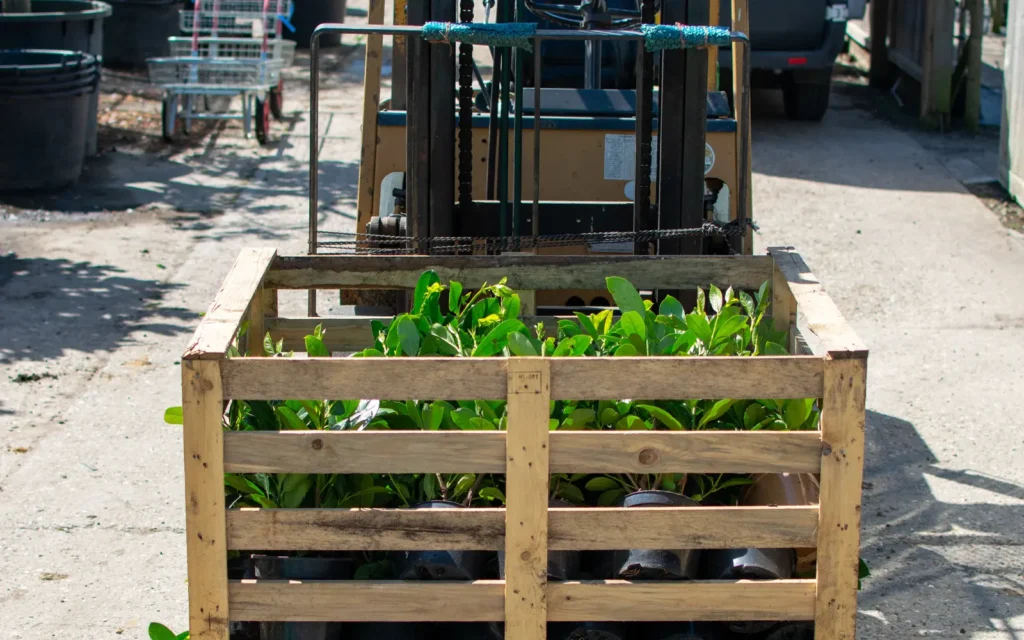 A pallet of Cherry Laurel