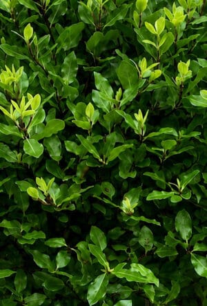 Pittosporum Hedging
