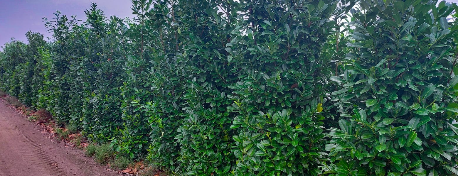 Windbreak Hedging for Windy & Exposed Sites