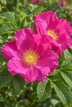 Rosa rugosa on flower
