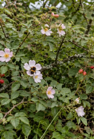 Hedging for Wildlife