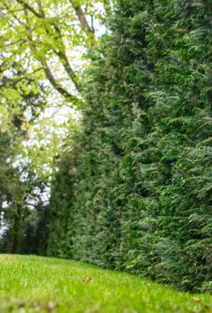 Hedging for windbreak